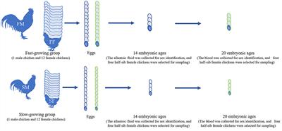 Transcriptome Integration Analysis at Different Embryonic Ages Reveals Key lncRNAs and mRNAs for Chicken Skeletal Muscle